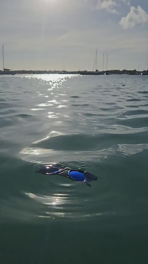 Load video: FLOAT LIKE A TOAD